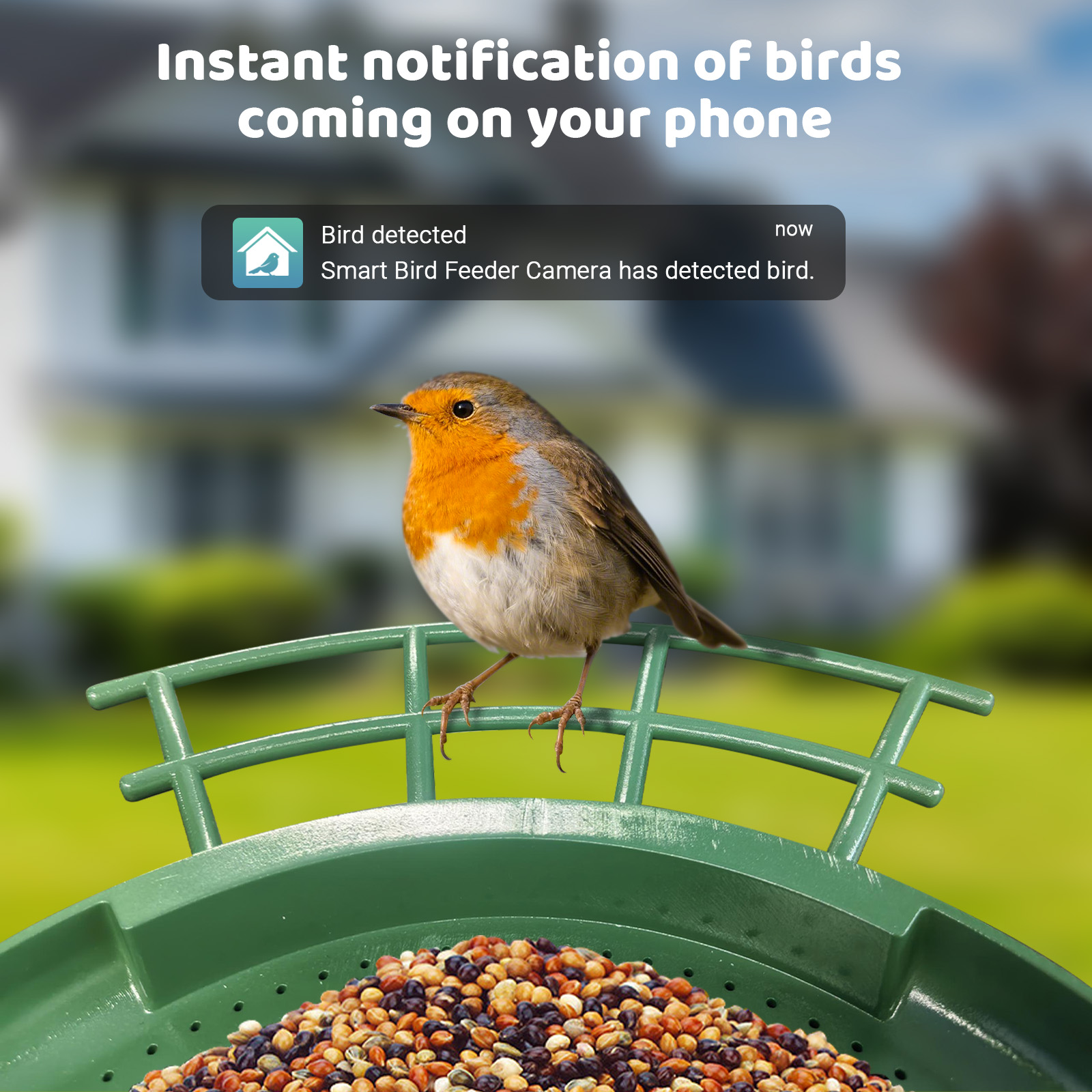 Comedero Inteligente para Pája - Smart Bird Feeder Camera reseña y precio